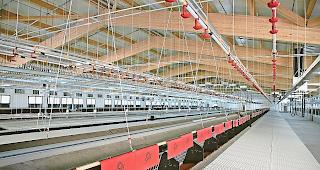 Weitl&auml;ufig. Bis zu 12&thinsp;000 Elterntiere werden ab Anfang des kommenden Jahres diese Halle bev&ouml;lkern.