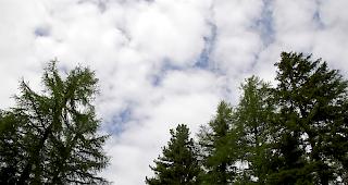 Neue Analyse. Gem&auml;ss Bundesamt f&uuml;r Umwelt befindet sich rund ein Drittel des Waldes im Besitz von rund 245'000 Privatpersonen.