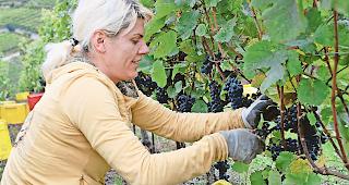 Paradigmenwechsel. Die Selbsteinkellerer f&uuml;rchten, dass ihre Philosophie des Weinbaus mit der neuen Verordnung verschwinden k&ouml;nnte.