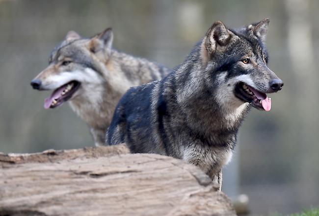 Wölfe geniessen in Europa vorerst weiterhin höchsten Schutz. 