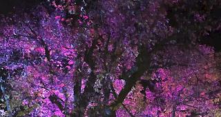 Am Freitag er&ouml;ffneten Staatsrat Roberto Schmidt und Gemeinderat Yves Zurwerra in Naters die Walliser N&auml;chte der Bilder 2018.