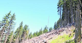Ausholzungsarbeiten im Erner Wald. Auf Abschnitten wie diesem wurden erste Massnahmen f&uuml;r den Lawinenschutz umgesetzt. 