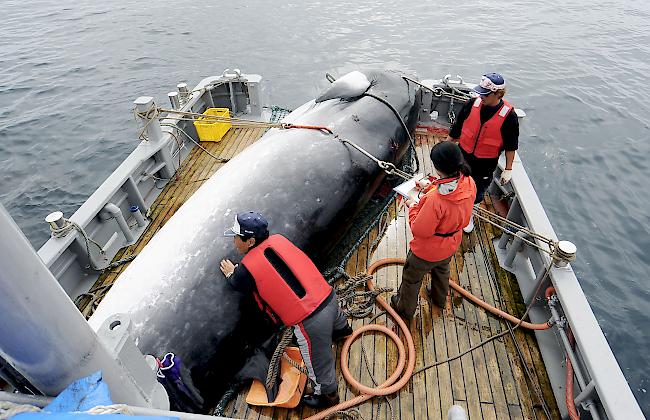 Trotz internationaler Kritik. Ab kommenden Juli will Japan Wale wieder kommerziell jagen.