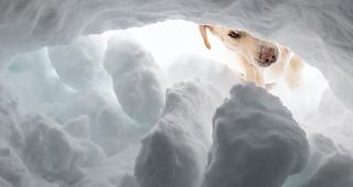 Ein Lawinensuchhund sp&uuml;rte das versch&uuml;ttete Kind auf. (Symbolbild)