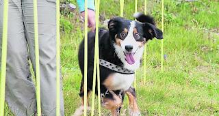 Neue Regeln. Jeder Hundehalter, der &auml;lter als 16 Jahre ist und bis dato keinen Hund gehalten hat, soll k&uuml;nftig zu einem Kursbesuch verpflichtet sein.