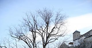 Allm&auml;hlich verfault: Der alte Ahornbaum in der Sitten Altstadt ist zum Sicherheitsrisiko geworden und wird gef&auml;llt. 