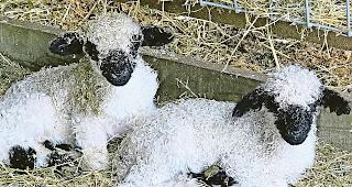 Dank Embryo-Transfer haben neuseel&auml;ndische Mutterschafe im Oktober 2017 erstmals Schwarznasen-L&auml;mmer zur Welt gebracht.