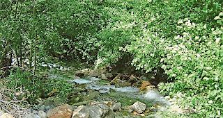 Lebensraum Wasser. F&uuml;r die Umweltverb&auml;nde ist schon der &shy;Status quo die Minimall&ouml;sung.Foto wb