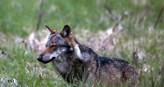 Postulat mit 77 zu 39 Stimmen angenommen. K&uuml;nftig sollen alle J&auml;ger Jagd auf den Wolf machen k&ouml;nnen und zwar w&auml;hrend der gesamten G&uuml;ltigkeitsdauer der Abschussbewilligung.