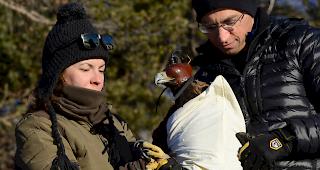 Vor dem Abflug. Ron Milgalter und Anna Sandor mit einem gefangenen Steinadler. 