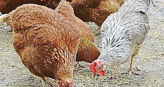 Tierschutz im Auge behalten.