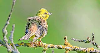 Betroffen. Der Goldammer ist eine der Vogelarten, die in den letzten 30 Jahren markant zur&uuml;ckgegangen ist.