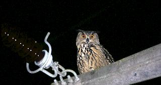 Ein Uhu auf einem Strommast.