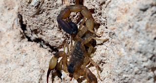 Bei dem Tier im Gep&auml;ck handelte es sich um einen erwachsenen m&auml;nnlichen &laquo;Lychas mucronatus&raquo;. Sein Gift ist f&uuml;r Kinder und Allergiker t&ouml;dlich und f&uuml;r gesunde Erwachsene sehr schmerzhaft.