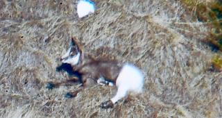 Blickfang. Komplett weisse Gamskitze sind selten. An Beinen oder R&uuml;cken gef&auml;rbte Exemplare kommen dagegen immer wieder zum Vorschein.