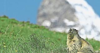 Problemfall Murmeltier. Viele Parlamentarier erachteten die im Postulat vorgeschlagenen Massnahmen als unverh&auml;ltnism&auml;ssig.