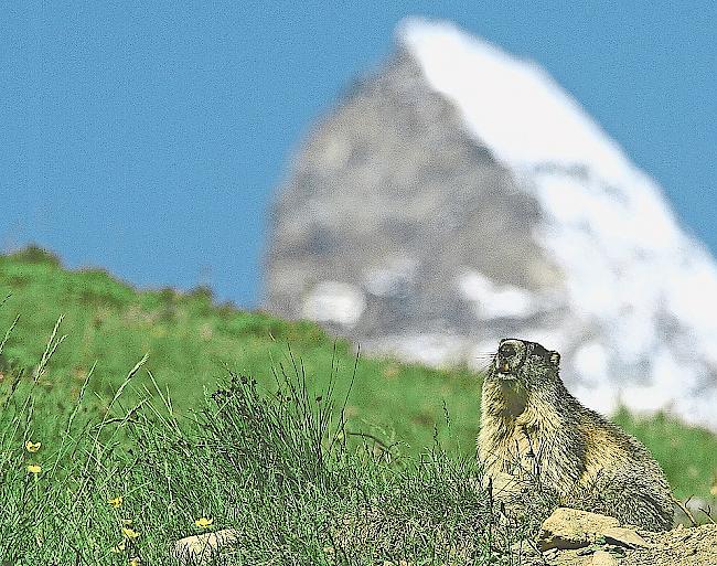 Sorgten für Schlagzeilen und sind nun Politikum – die Zermatter  Murmeltiere.