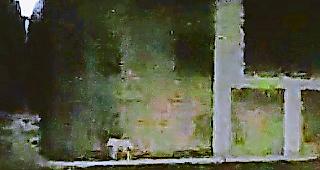 Bei Nacht. Der Wolf auf offener Strasse in Feithieren. 