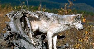 Bilanz 2018: Anzahl W&ouml;lfe im Wallis innert eines Jahres verdoppelt. Ausserdem wurden mehr Nutztiere gerissen. 2017 waren es 61, letztes Jahr 296.