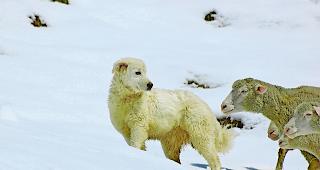 An mehr Herdenschutz im Wallis f&uuml;hre kein Weg vorbei, so die Verantwortlichen von Wolf Schweiz. &laquo;Einmal mehr hat sich die Walliser Politik aus totaler Unkenntnis &uuml;ber den Wolf und die Schwierigkeiten bei dessen Abschuss einen veritablen Schuss ins eigene Bein verpasst. Uns und den Wolf freut das.&raquo;