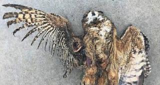 Verendetes Uhu-M&auml;nnchen. Die Walliser Gesellschaft f&uuml;r Wildtierbiologie fordert, die kantonalen Stromnetze rasch zu sanieren, um Uhus und andere Greifv&ouml;gel besser zu sch&uuml;tzen.