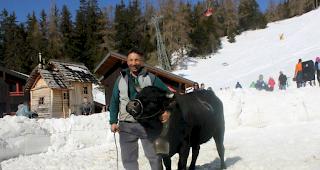 Siegerin in der Schneearena: &laquo;Laura&raquo; von Alberto Seematter aus Fiesch. 