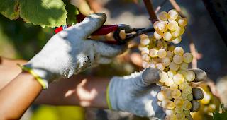 Staatsrat fordert f&uuml;r Obst- und Rebenbauern A-fonds-perdu-Beitr&auml;ge, vergleichbar mit denen in anderen Landwirtschaftssektoren.