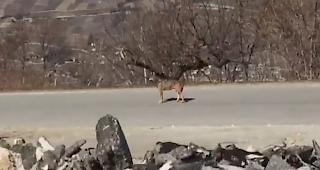 &laquo;Ungew&ouml;hnliches Verhalten&raquo;. Gestern gegen 14.00 Uhr in Loye bei Gr&ocirc;ne. (Video-Screenshot)