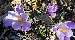 Am Montag, 1. April, bleibt es im Oberwallis noch fr&uuml;hlingshaft mild. 