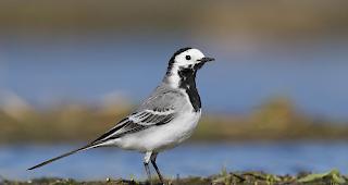 Insektensterben und Ver&auml;nderungen der Agrarlandschaften &ndash; die Zahl der von Insekten lebenden V&ouml;gel ist in den vergangenen 25 Jahren europaweit deutlich zur&uuml;ckgegangen. 