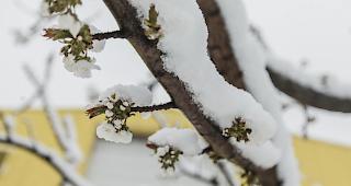 Unverhoffte weisse Pracht am 4 Apriltag