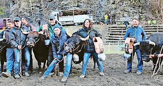 Kategorie I. (Von links) 1. ex aequo &laquo;Creola&raquo; mit Ralf, Adolf, Patrick und Silvan Bregy, Unterems; 1. ex aequo &laquo;Janus&raquo; mit Horst Wyssen und Urbi Schnydrig, Agarn; 1. ex aequo &laquo;Perone&raquo; mit Damian Oggier und Chantal Anthamatten, Turtmann; 1. ex aequo &laquo;Kelly&raquo; mit Alberto Schalbetter und Sascha Nicolet.Fotos wb