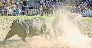 Kampf. Der Staub stiebt unter den Hufen ob der schieren Kraft der k&auml;mpfenden Eringer.foto wb