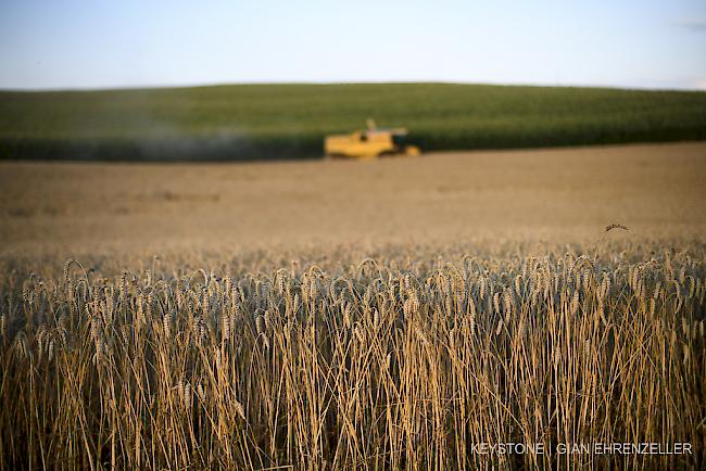 Vermehrt versichern Landwirte ihre Ernte gegen Ausfälle wegen Trockenheit. 