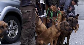Als Schweisshunde werden vor allem die beiden Hunderassen Hannoveranischer Schweisshund und Bayerischer Gebirgsschweisshund gez&uuml;chtet.