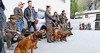 Super-Nasen. Schweisshunde haben ausgepr&auml;gten Geruchsinn.