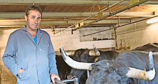 Ein Kenner. Erno Marx mit seinen verdienten K&auml;mpferinnen in Feithieren. &laquo;Diablo&raquo; habe M&uuml;he mit Fremden im Stall,  weiss der Z&uuml;chter &uuml;ber seine Tiere Bescheid.