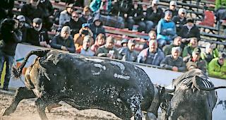 Final. Gegen &laquo;Clairon&raquo;, die neue &laquo;Reine des reines&raquo; 2019, mit der Nummer 32 war in der Arena kein Kraut gewachsen.