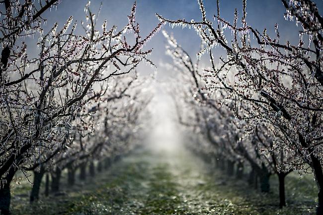 Aprikosenbäume in Martinach, die mit Wasser besprüht wurden, um die Früchte vor dem Frost zu schützen.  
