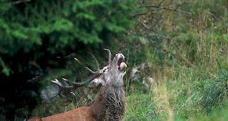 Die Verantwortlichen von Pro Natura bef&uuml;rchten, dass die Ausnahme zum Abschuss zur Regel wird.