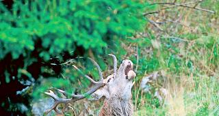 Rothirsch. Die Hirschpopulation im Wallis ist hoch. Im Aletschwald steigt sie trotz Nachjagden tendenziell an, was zu massiven Verbisssch&auml;den f&uuml;hrt.Foto keystone