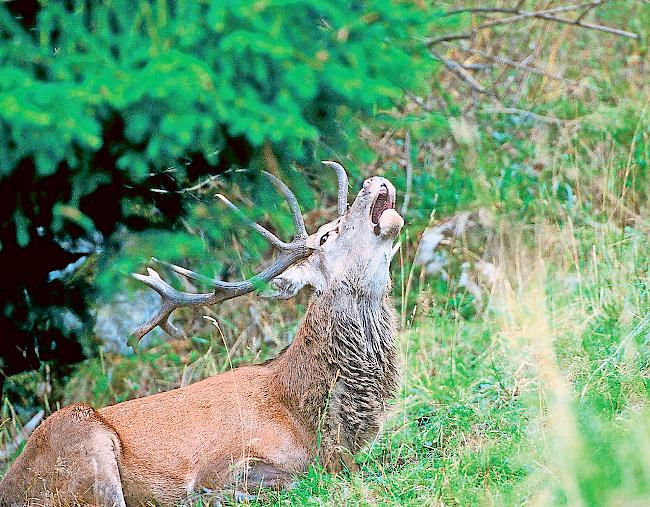 Rothirsch. Die Hirschpopulation im Wallis ist hoch. Im Aletschwald steigt sie trotz Nachjagden tendenziell an, was zu massiven Verbissschäden führt.