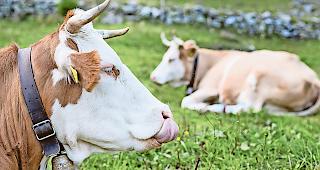 Tierseuche. 2018 zeigten Milchproben, dass sich auf der Belalp Tiere mit dem BVD-Virus angesteckt haben. (Symbolbild)