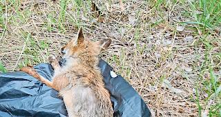 Krankes Tier. Dieser an Staupe erkrankte Fuchs ist von J&auml;ger Pius Salzgeber im Auftrag von Wildh&uuml;ter Richard Bellwald erlegt worden. Das Tier ist stark abgemagert und an seinem After weist es ein h&auml;ssliches Geschw&uuml;r auf.