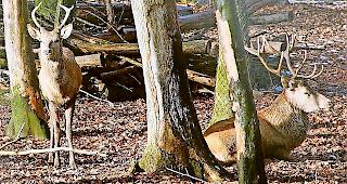 &laquo;Verbisse&raquo; sch&auml;digen den Schutzwald.