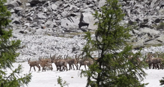 Ein Steinbockrudel im Oberwallis auf dem Weg in die Sommereinst&auml;nde. Foto und Video: www.naturwallis.ch