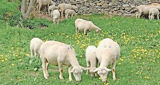 Im Wallis soll mehr einheimisches Fleisch vermarktet werden.