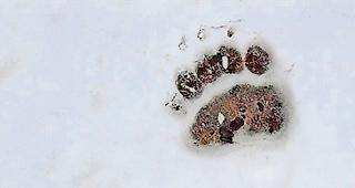 Letzte Spuren. Pfotenabdr&uuml;cke in einem Schneefeld beim M&auml;ssersee im Binntal lassen vermuten, dass der B&auml;r Richtung Italien unterwegs ist.Foto Symbolbild Keystone