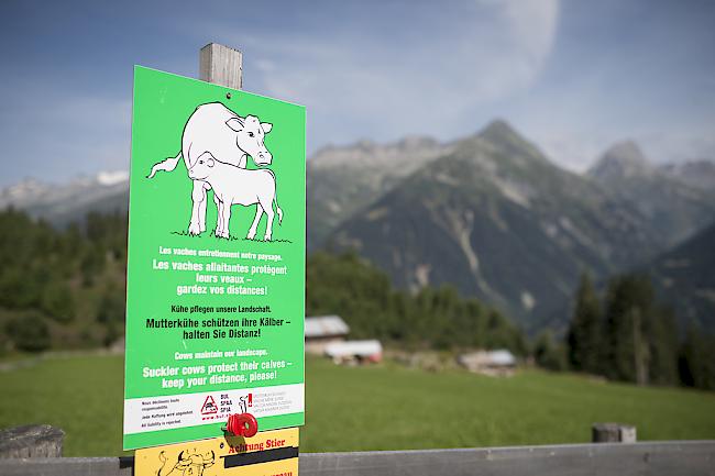 Eine Mutterkuh hat einem Wanderer am Sonntag am Berninapass schwere Kopfverletzungen zugefügt. 
