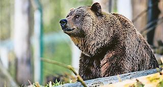 Aus Italien wandern regelm&auml;ssig B&auml;ren in die Schweiz.